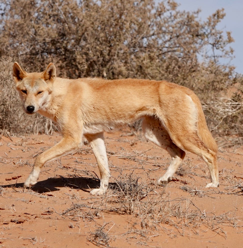 Australian Dingo taking a walk in the outback visable on our outback tours 