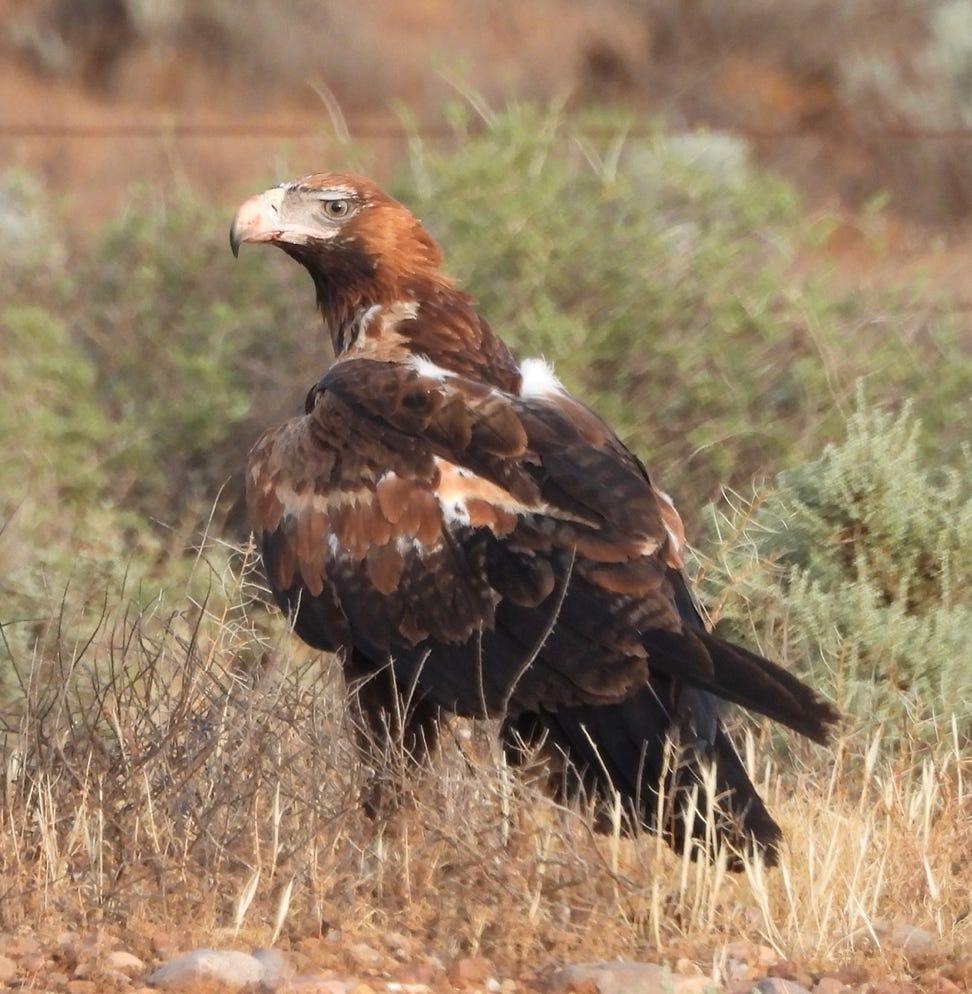 Wedge Tailed Eagle in Flinders Ranges