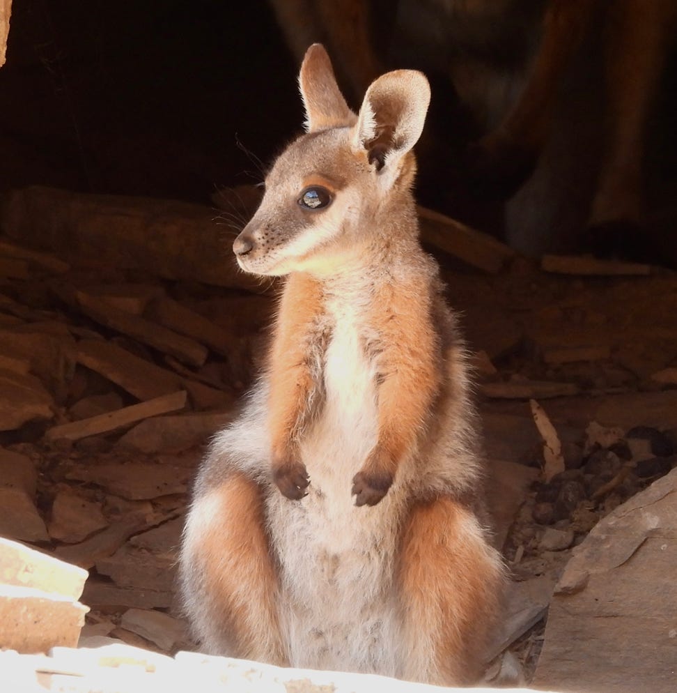 Artistic portrait of a yellow footed rock wallaby as seen on a Flinders Ranges Tour