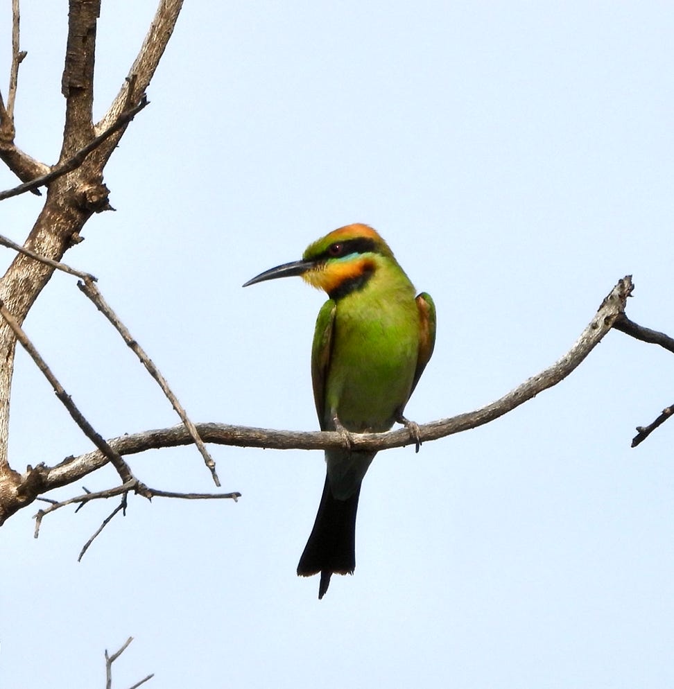 Rainbow Bee Eater one of the many amazing birds of the Flinders Ranges