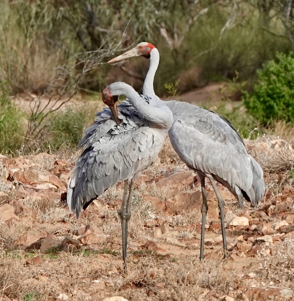 Brolga a beautiful portraite of two brolgas on the Birdsville Track
