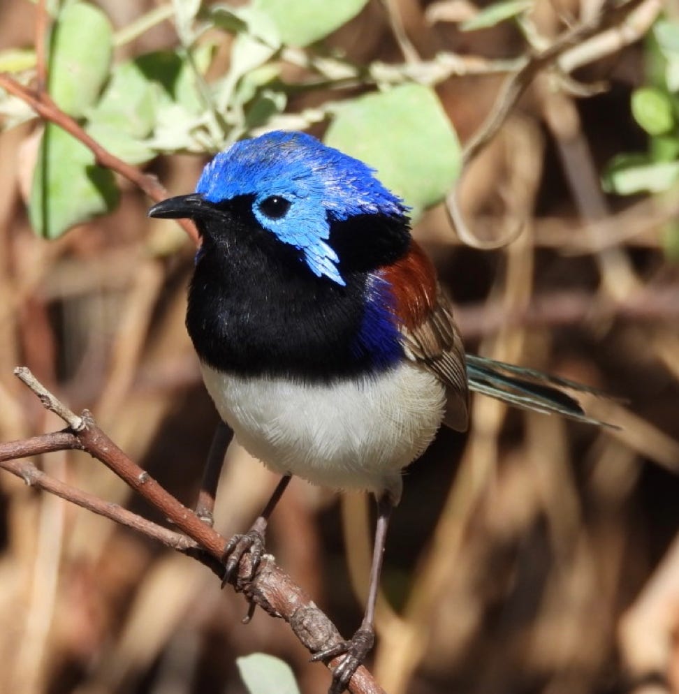 colourful bird the verigated wren as seen on a flinders ranges tour