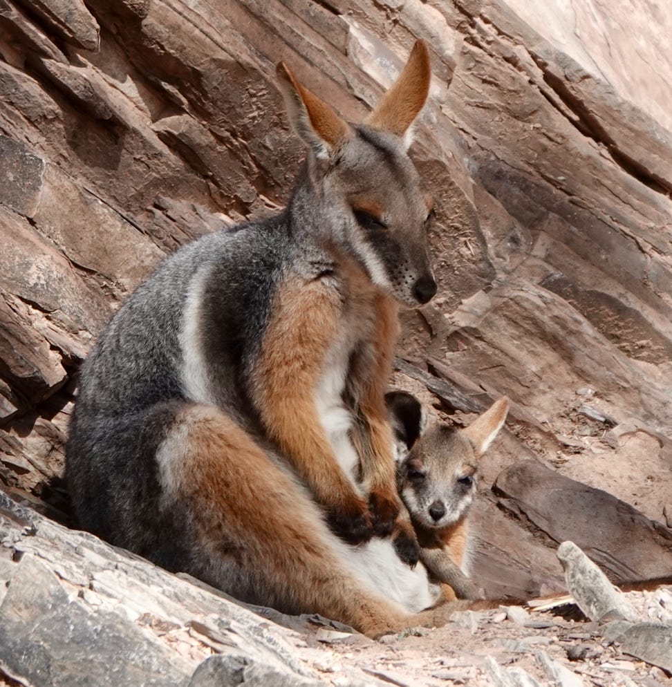 Artistic portrait of a woman wearing filmstrip glasses and leather jacket, Addis Ababa, Ethiopia.