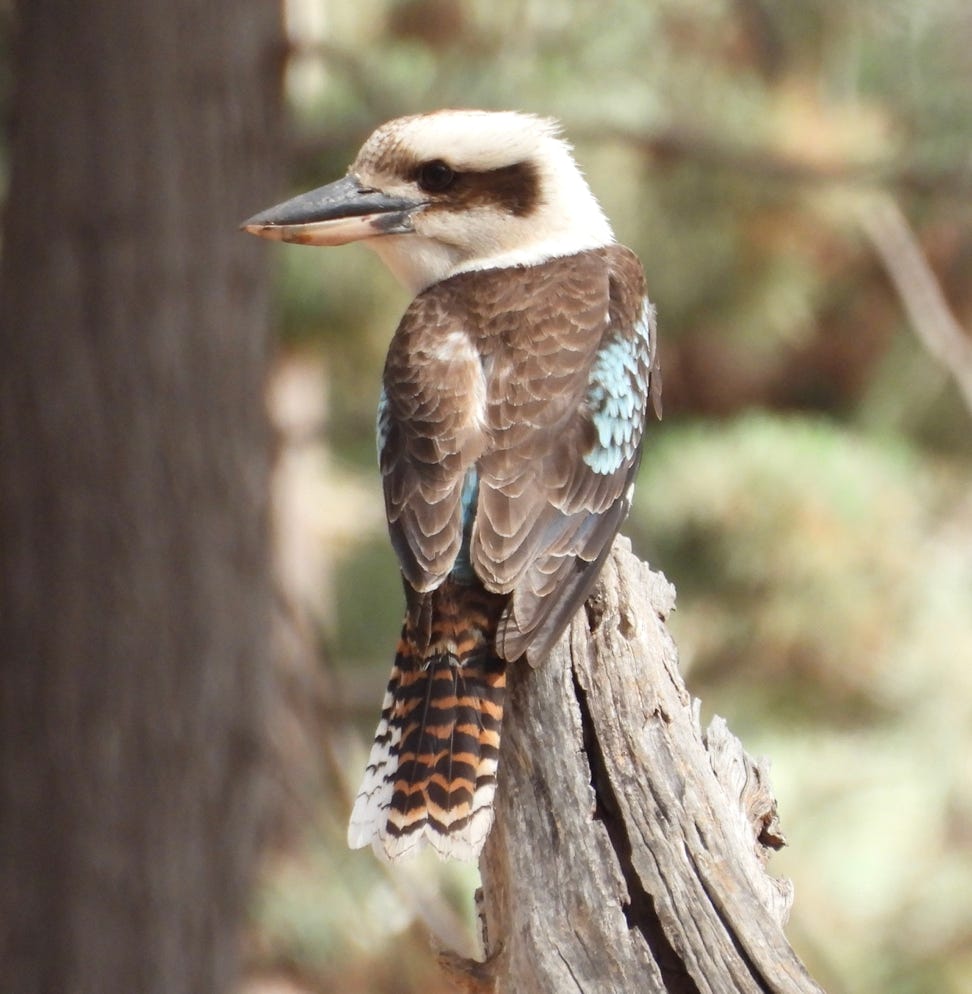 classic image of an australian kookaburra sitting in an old gum tree in the flinders ranges tours